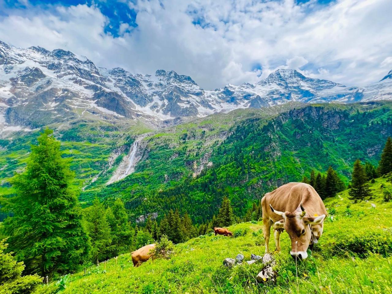 Chalet Rosa B&B Lauterbrunnen Bagian luar foto